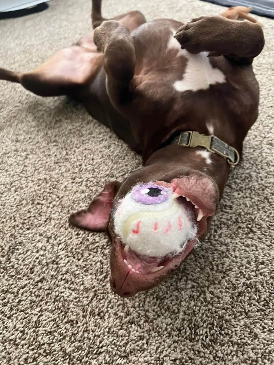 Dog holding a toy