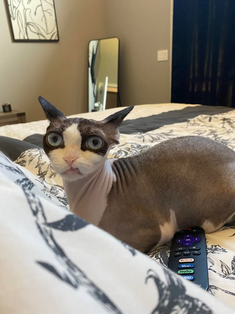 This Sphinx cat with a remote