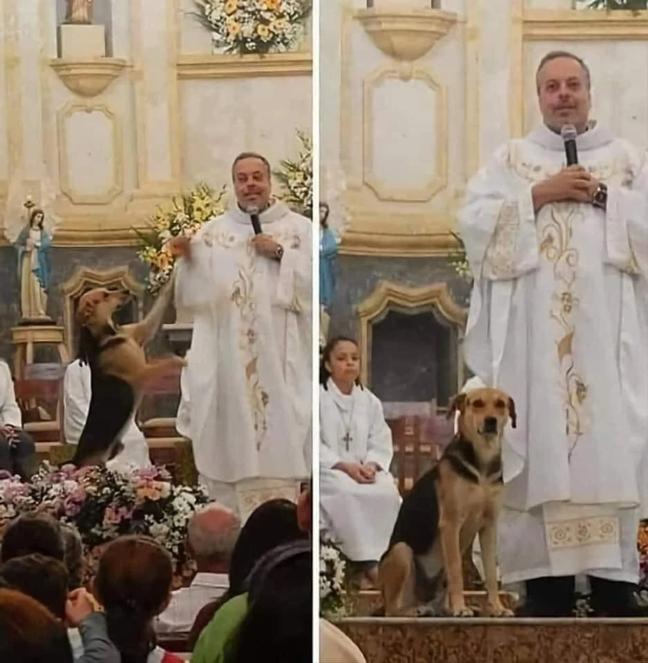 Father Juan Pablo takes abandoned dogs out of the streets, feeds them and bathes them. He then presents a dog to every mass to find each one a home.