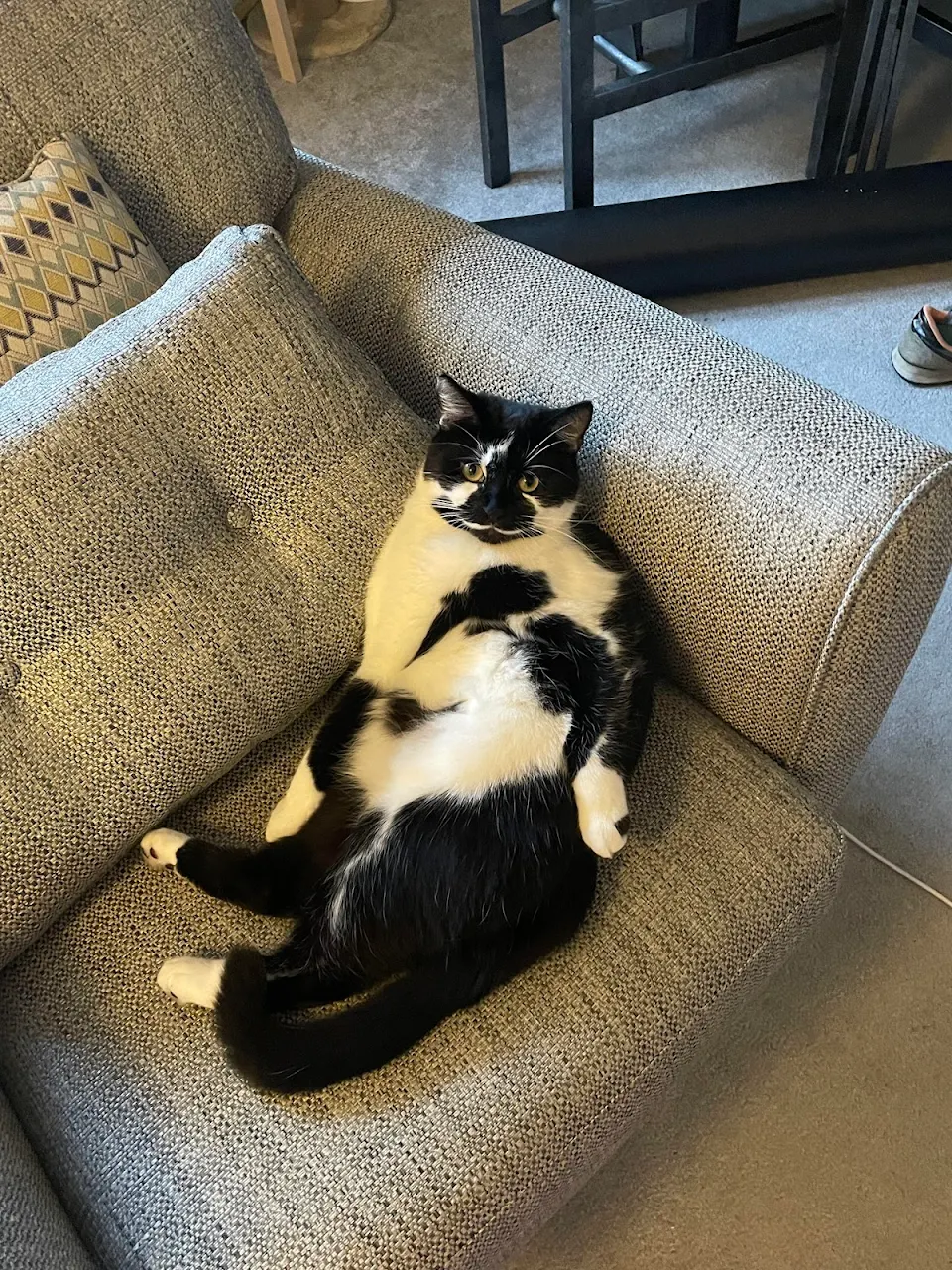 Cat relaxing on an armchair