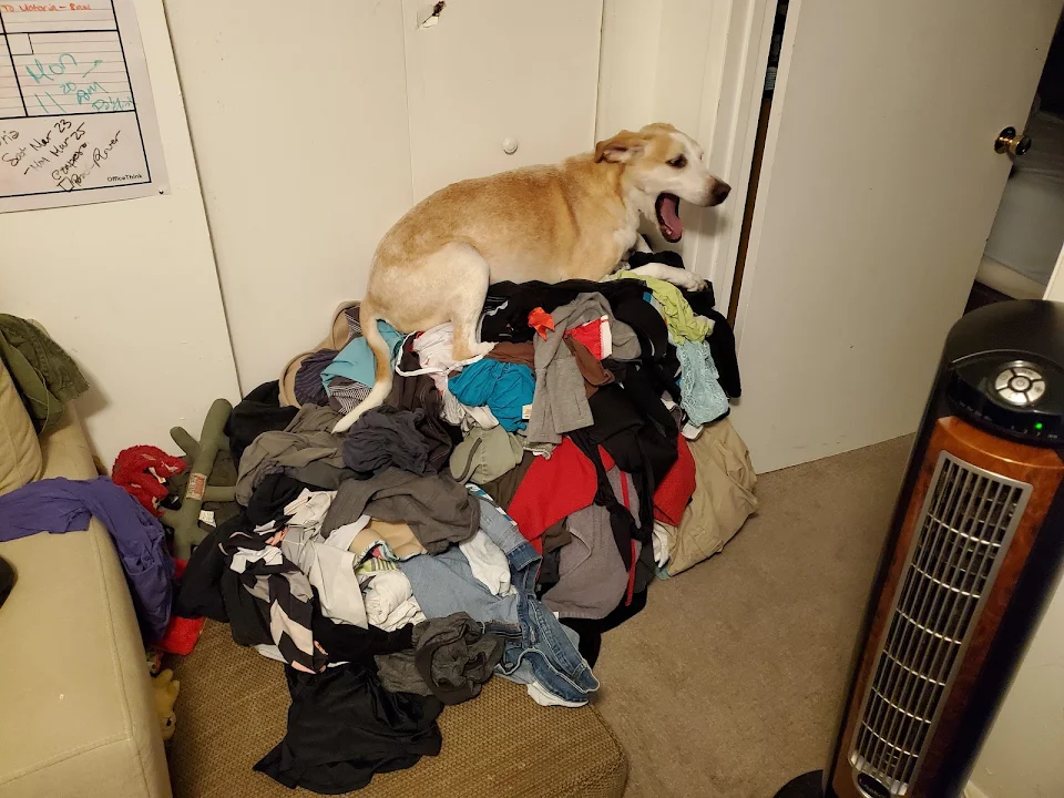 Dog on pile of clothes
