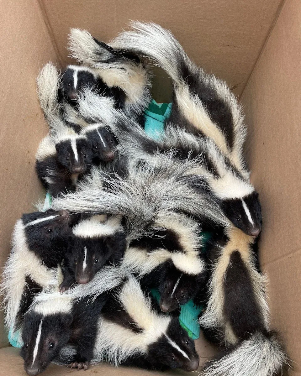 Baby skunks in a box at a wildlife rehab, taken by a friend.