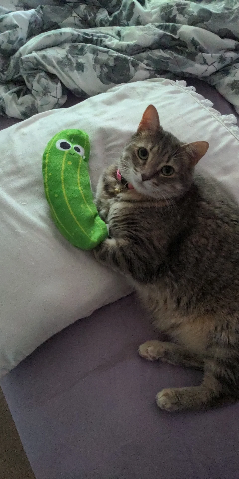 My cat and her toy pickle