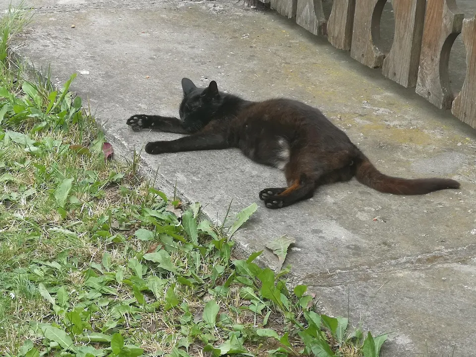 Whenever I gave this stray cat food, she would then take a nap beside us