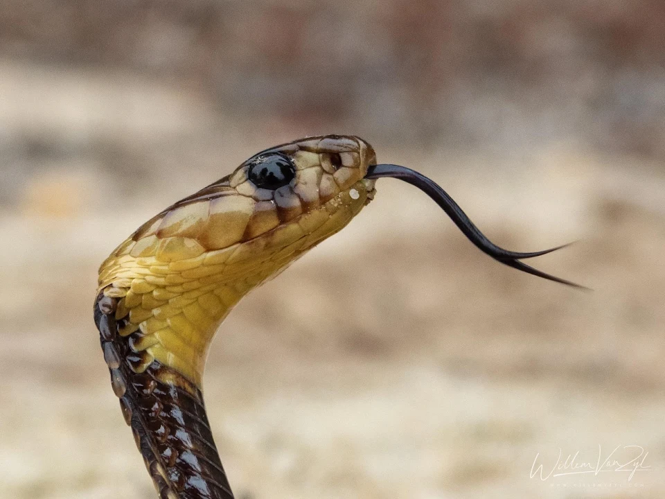 Juvenile Cape Cobra (Naja nivea) from Melkbosstrand, Western Cape. Dangerously venomous.