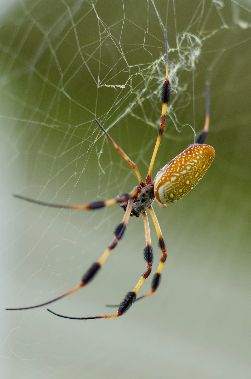 TW for spider - Trichonephila clavipes, female