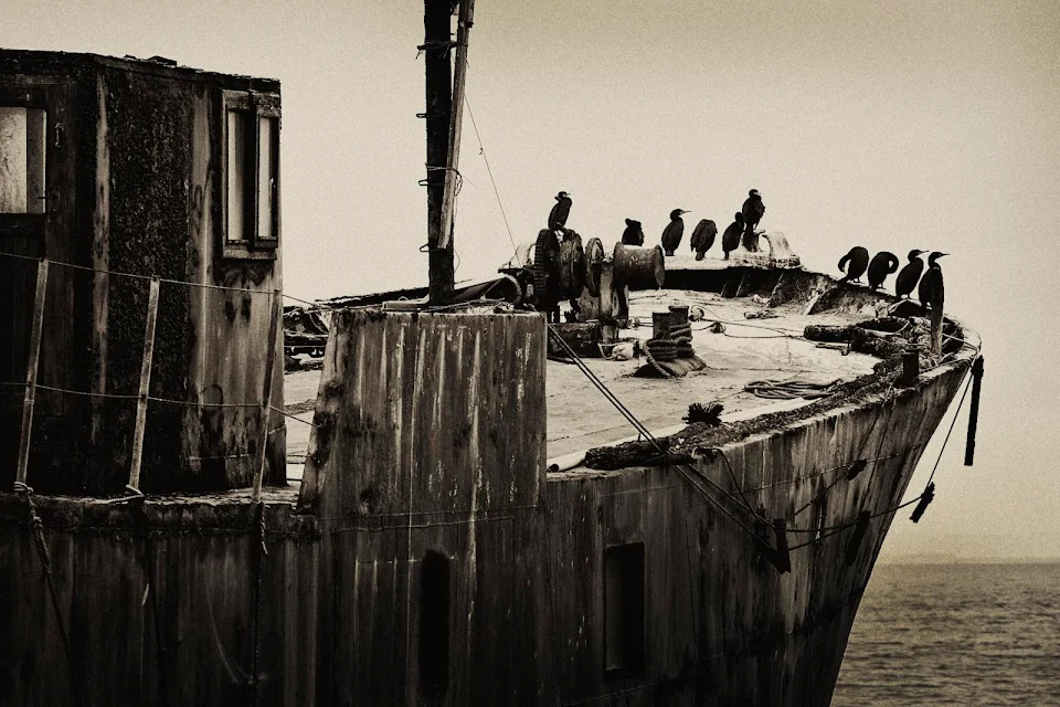 The new owners - Birds claiming a shipwreck at the Skeleton Coast, Namibia