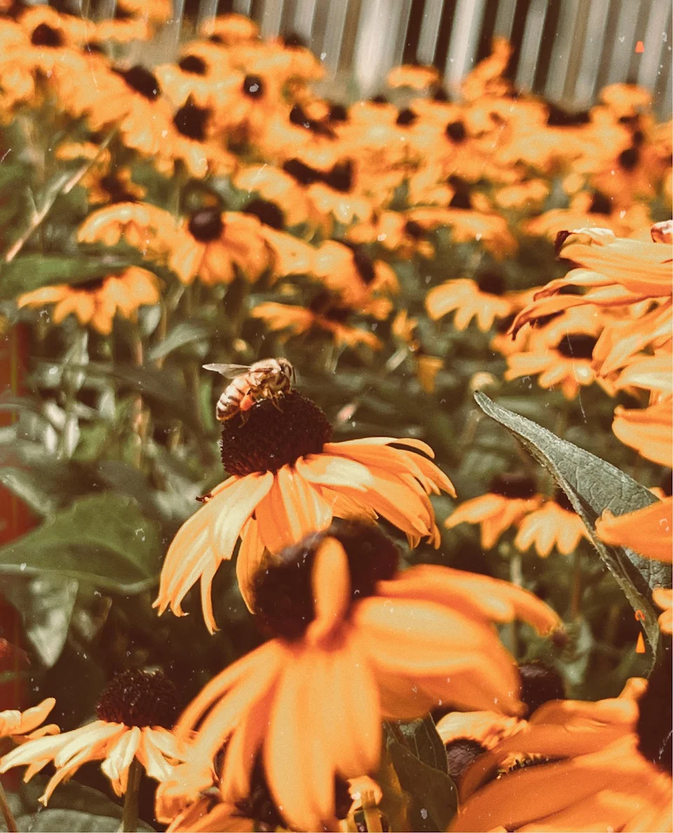 A bee on a sunflower.