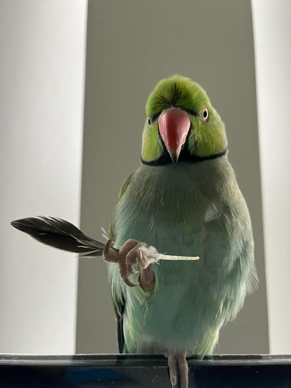 Henlo! I’m a feather prince