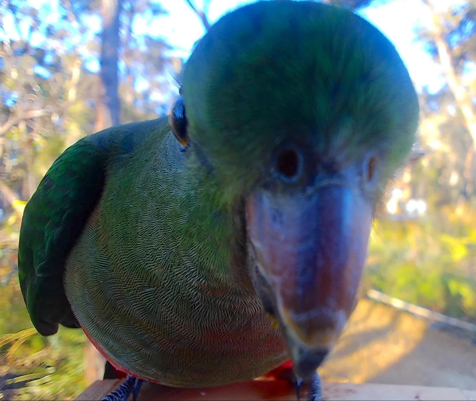 A curious female Australia King Parrot