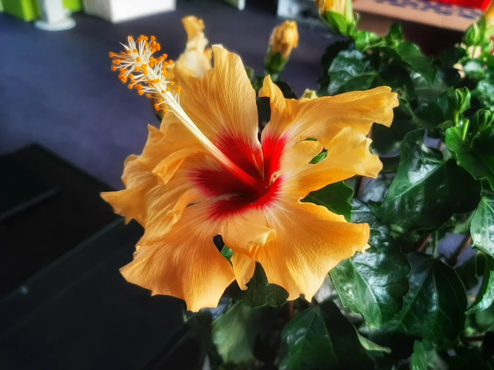 A Hibiscus Flower