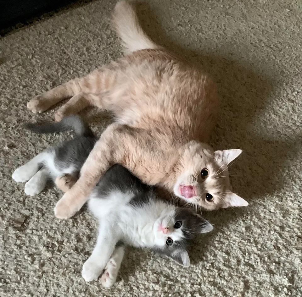 Derp and the Kitten