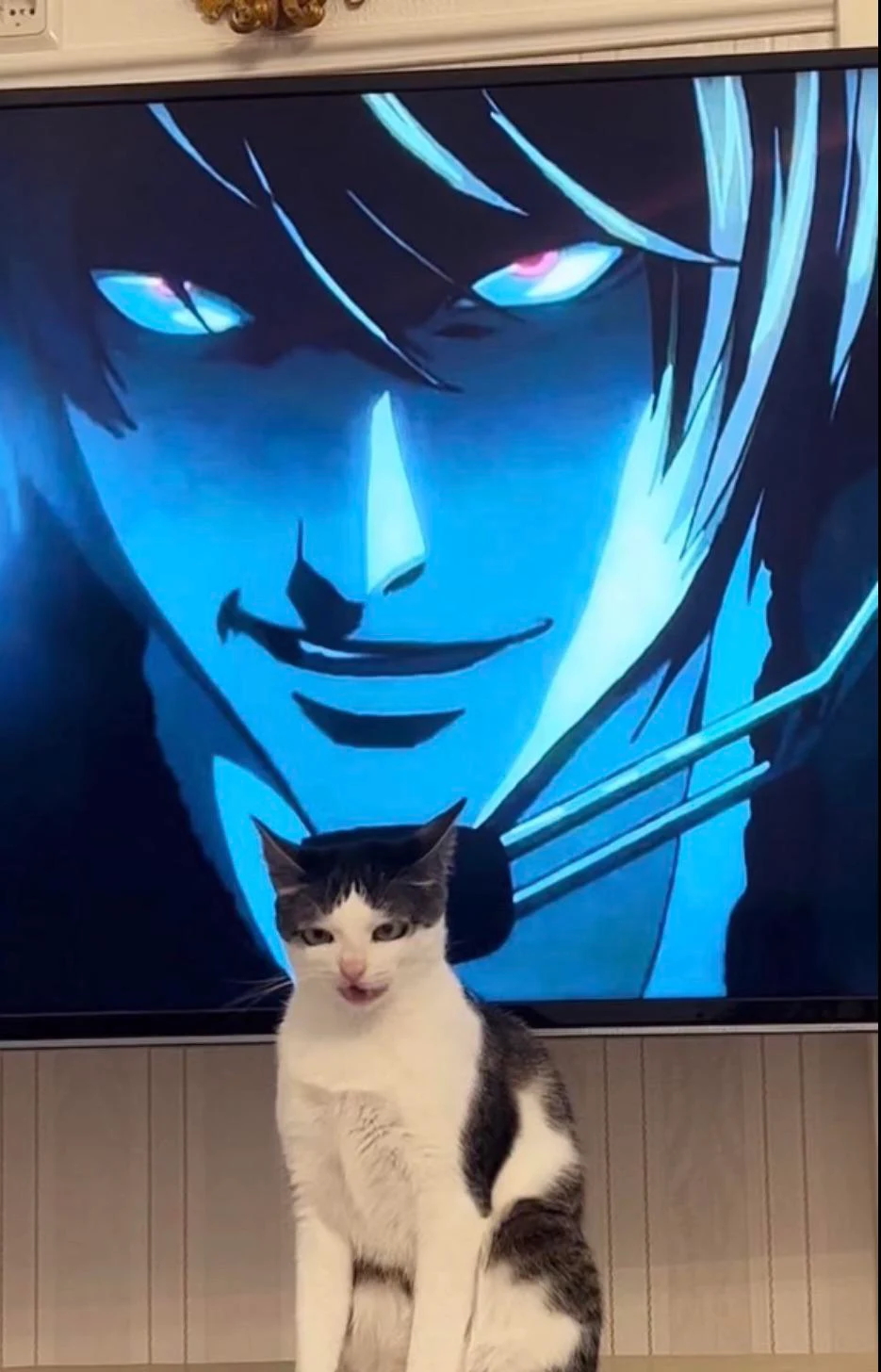Cat thinks its an anime character.