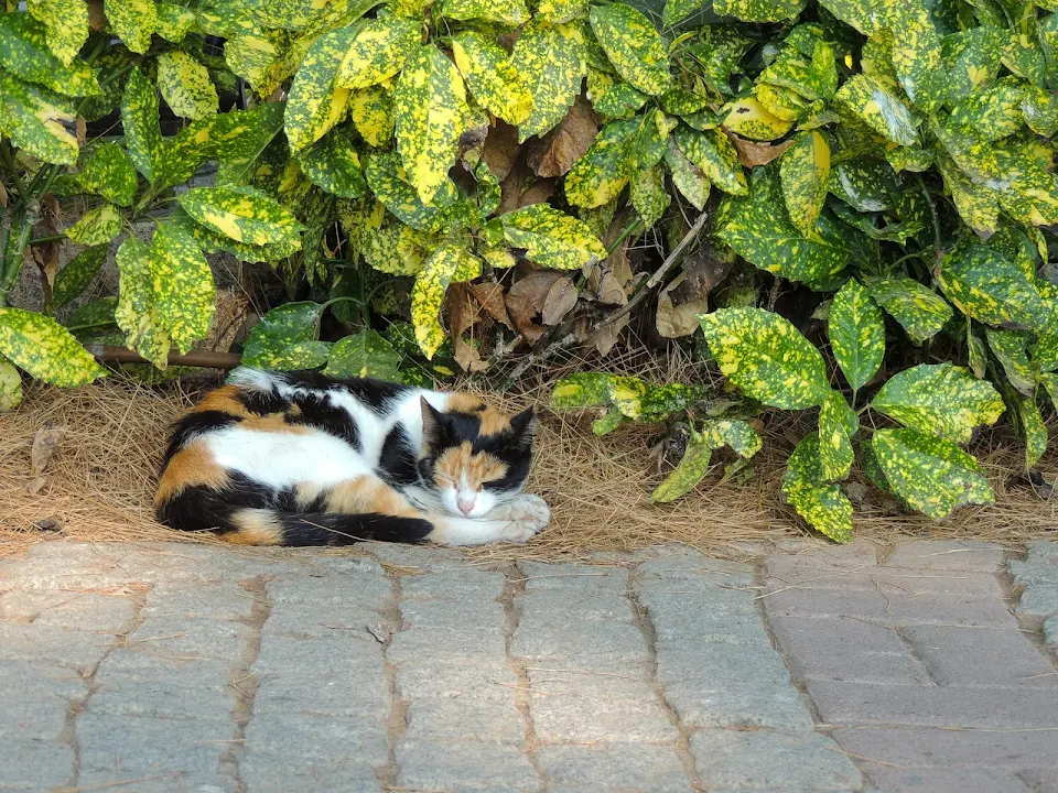 Photo of a stray cat I took in Greece