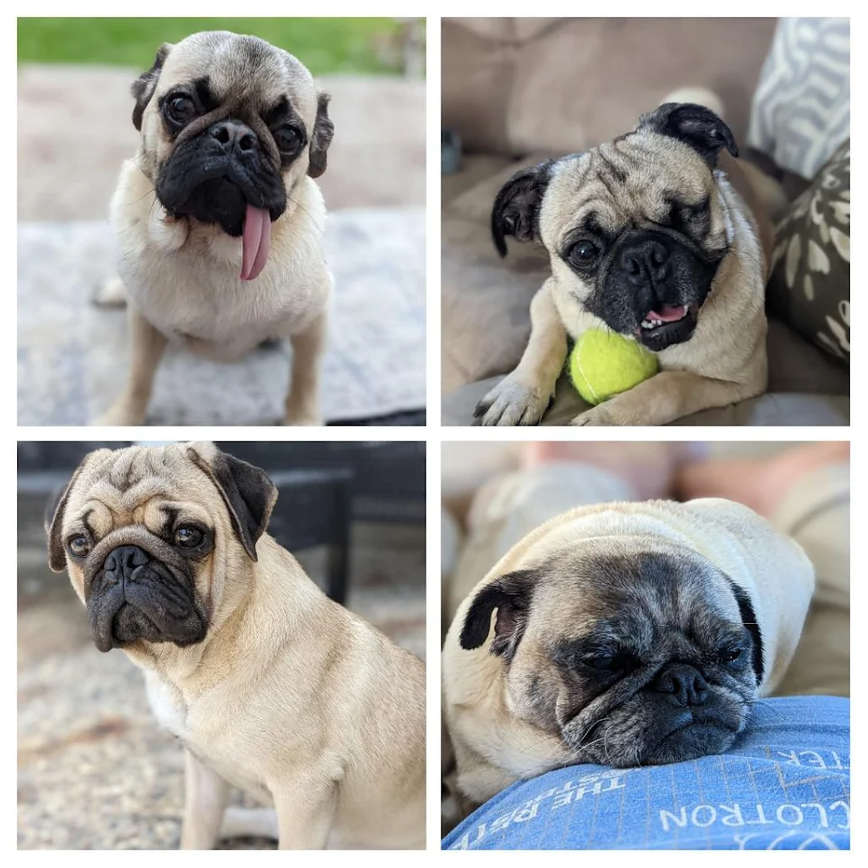 I know Reddit has a thing against pugs, but my wife and I started fostering for our local rescue this year, and I wanted to share our first four foster babies.