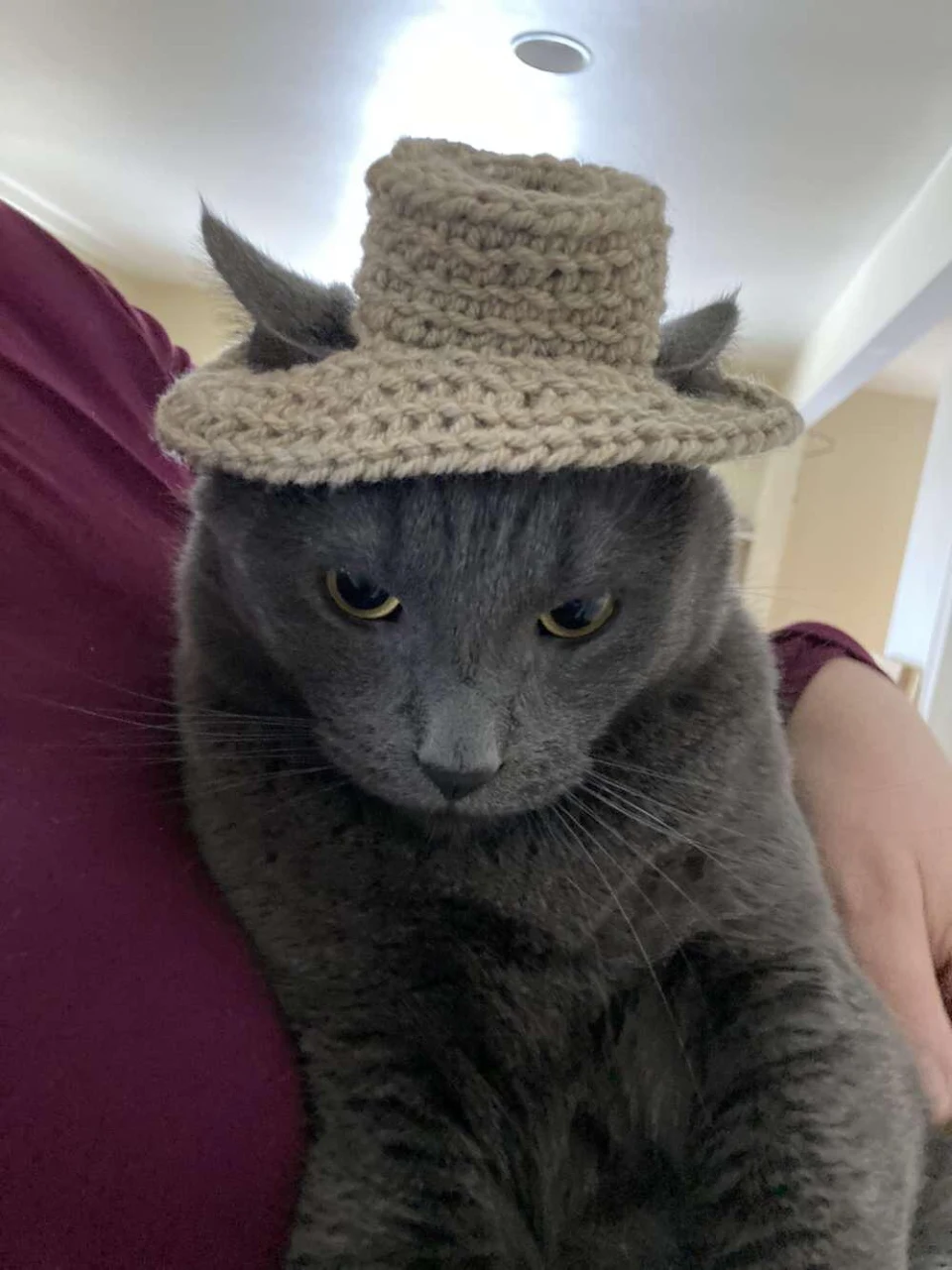 A crocheted hat on my cat!