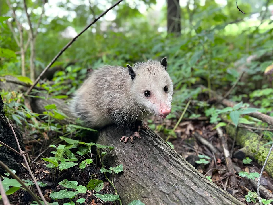 Oh, hello little opossum! Thank you for your service of eating 5000 ticks a year.