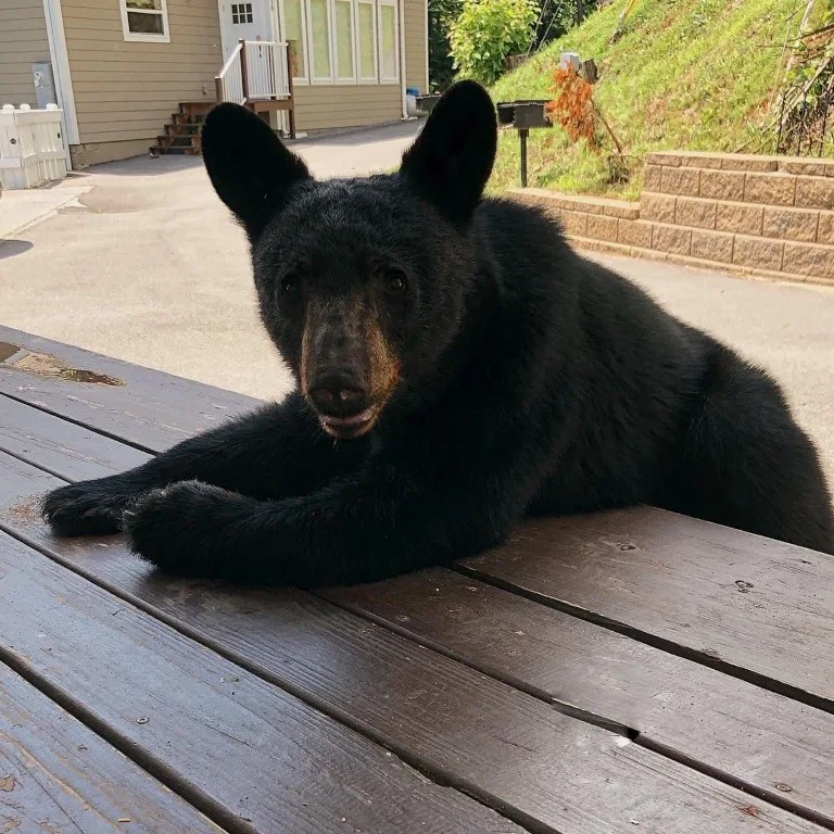 Baby black bear walked up to table in Gatlinburg, Tennessee