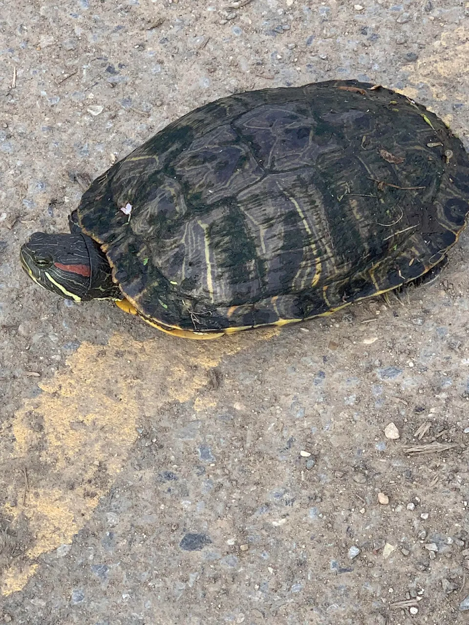 Turtle, met on a bike ride