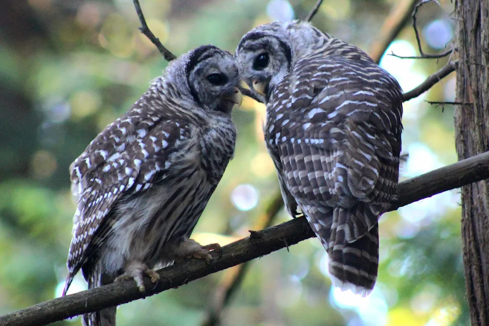 two barred owls cuddling