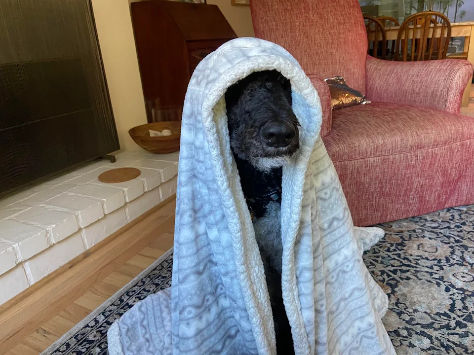 My Dog Under A Blanket