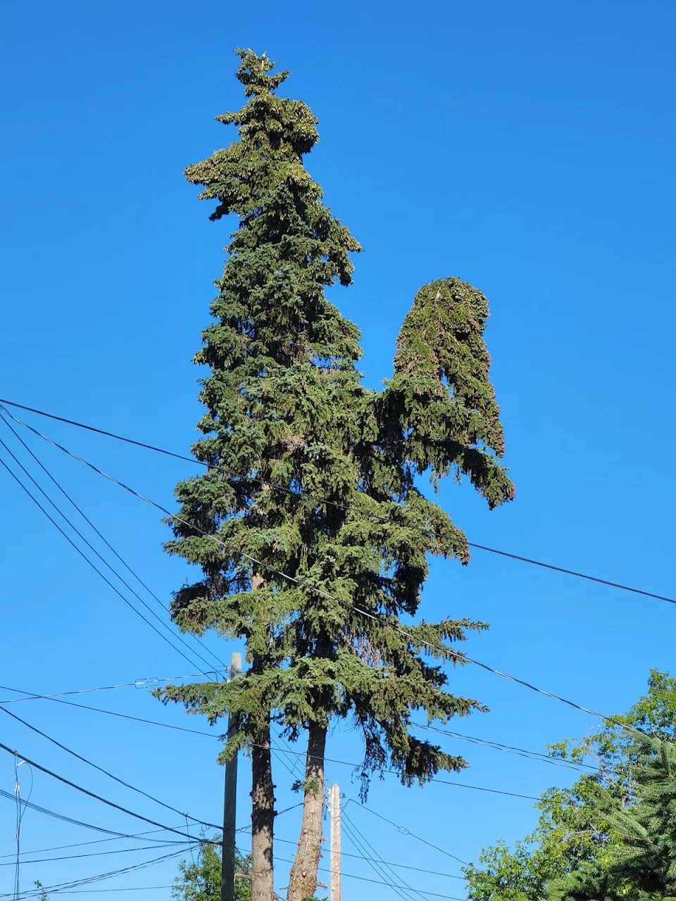 This pic of some trees that look like a rooster