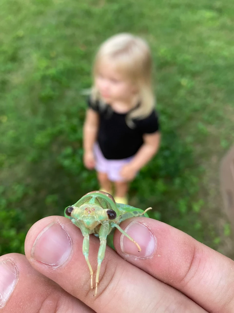 Cicada in Illinois.