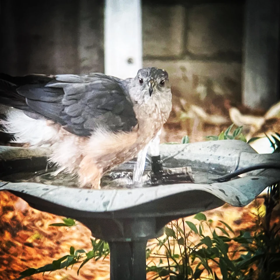 Cooper’s Hawk in the Birdbath
