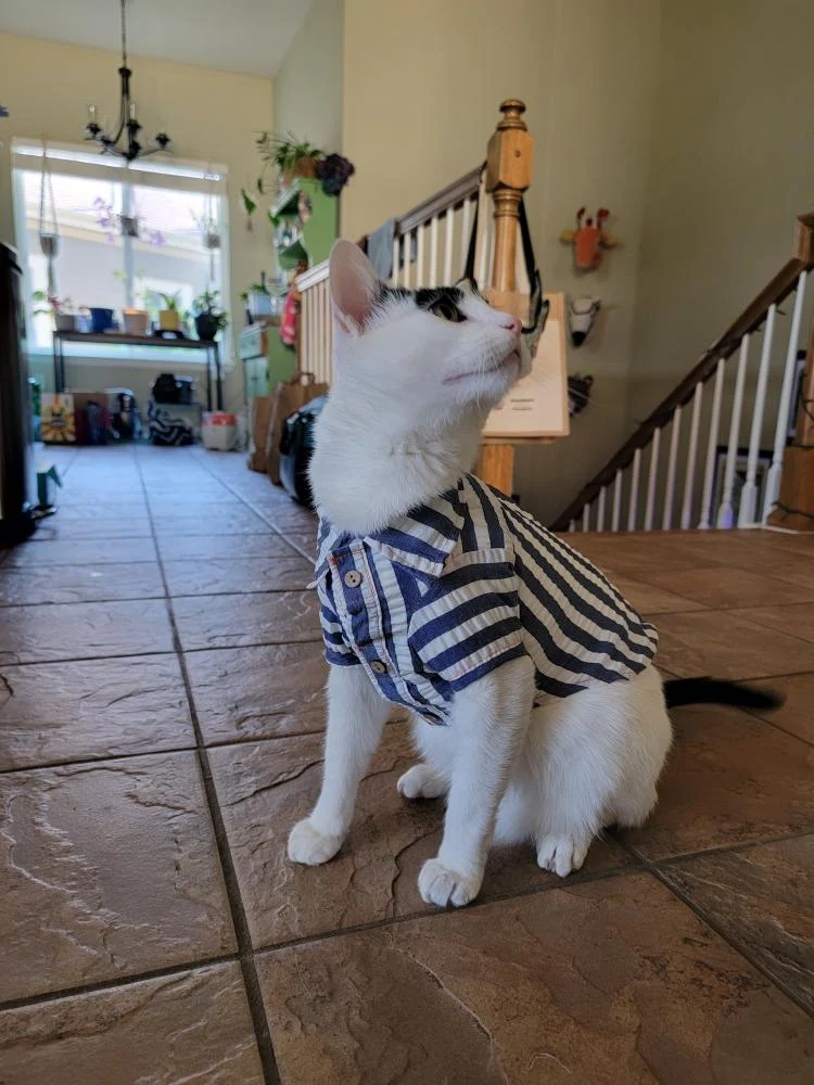 My handsome boy in his new shirt.