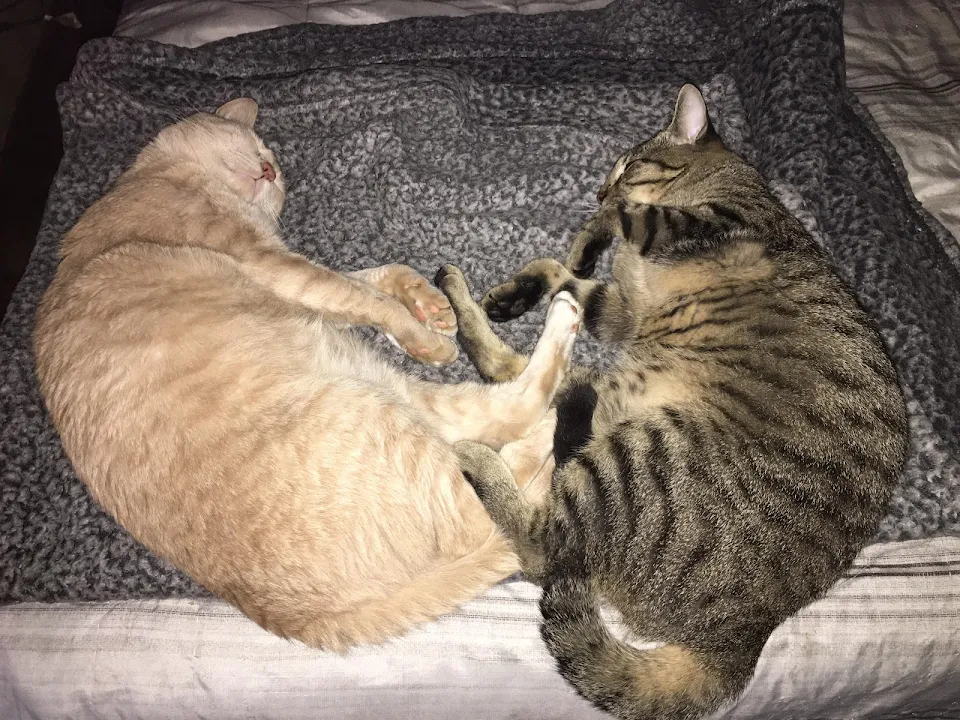 They wrestle when they’re awake, and cuddle during sleepy time. They do love each other.