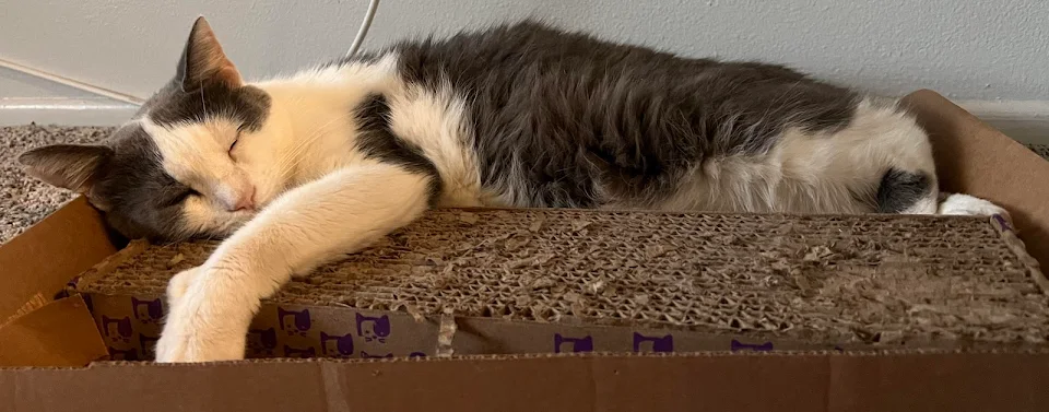 He loves his scratching box