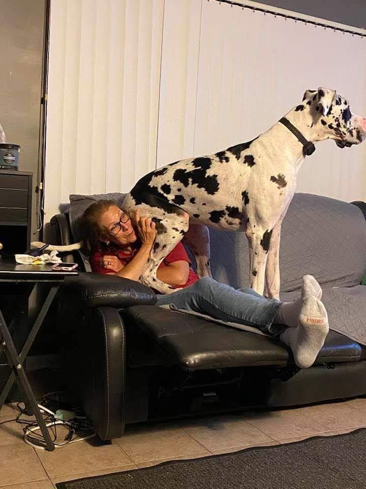 my Mom vs a 10 month old Great Dane.