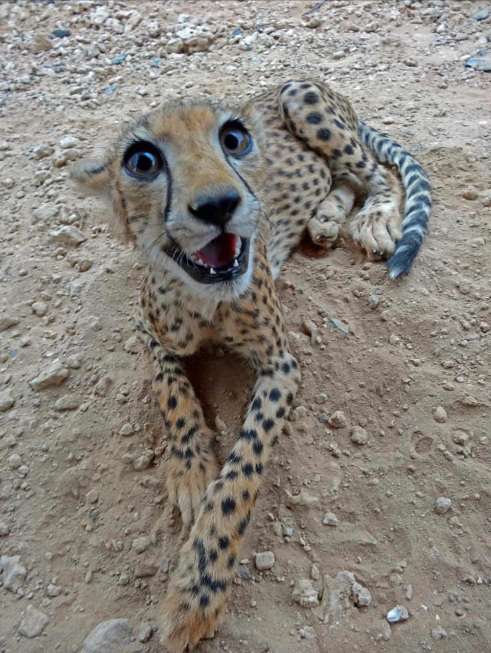 Female cheetah looking as happy as could be