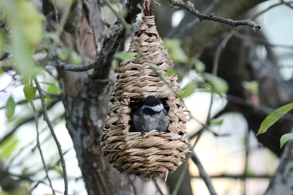 This chickadee sleeps in this little hut every night. Sometimes he sits like this for a few minutes before retiring to his sleeping quarters. I like to think it's his porch.