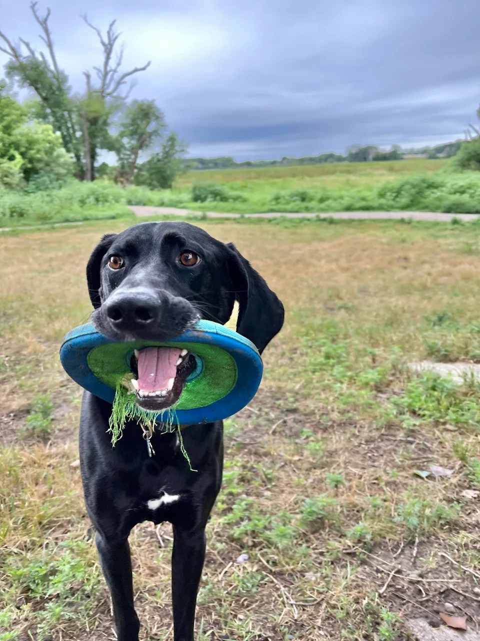 Murph hasn’t quite figured out the concept of frisbees.
