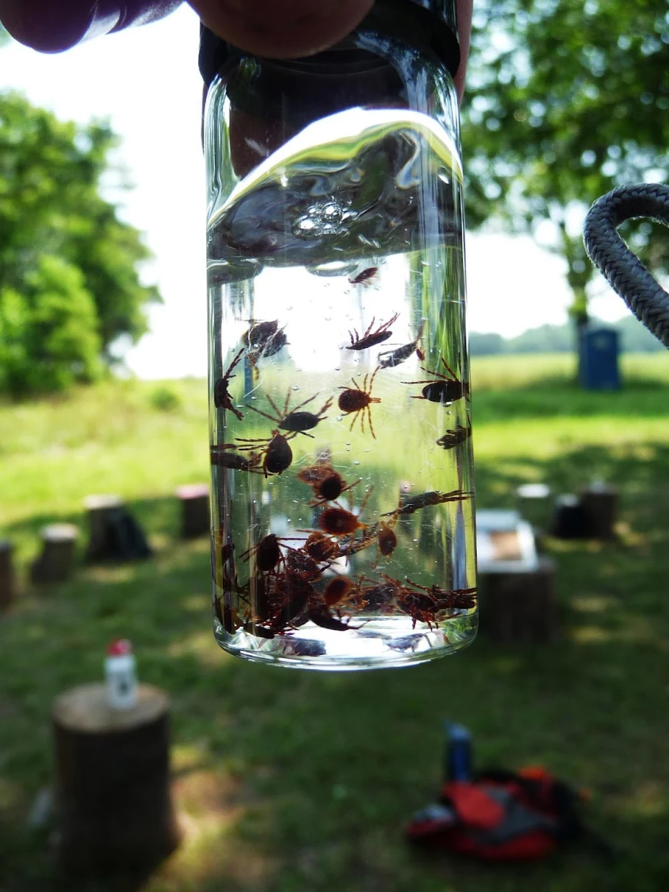 A vial of ticks from a single walk through a field during the summer
