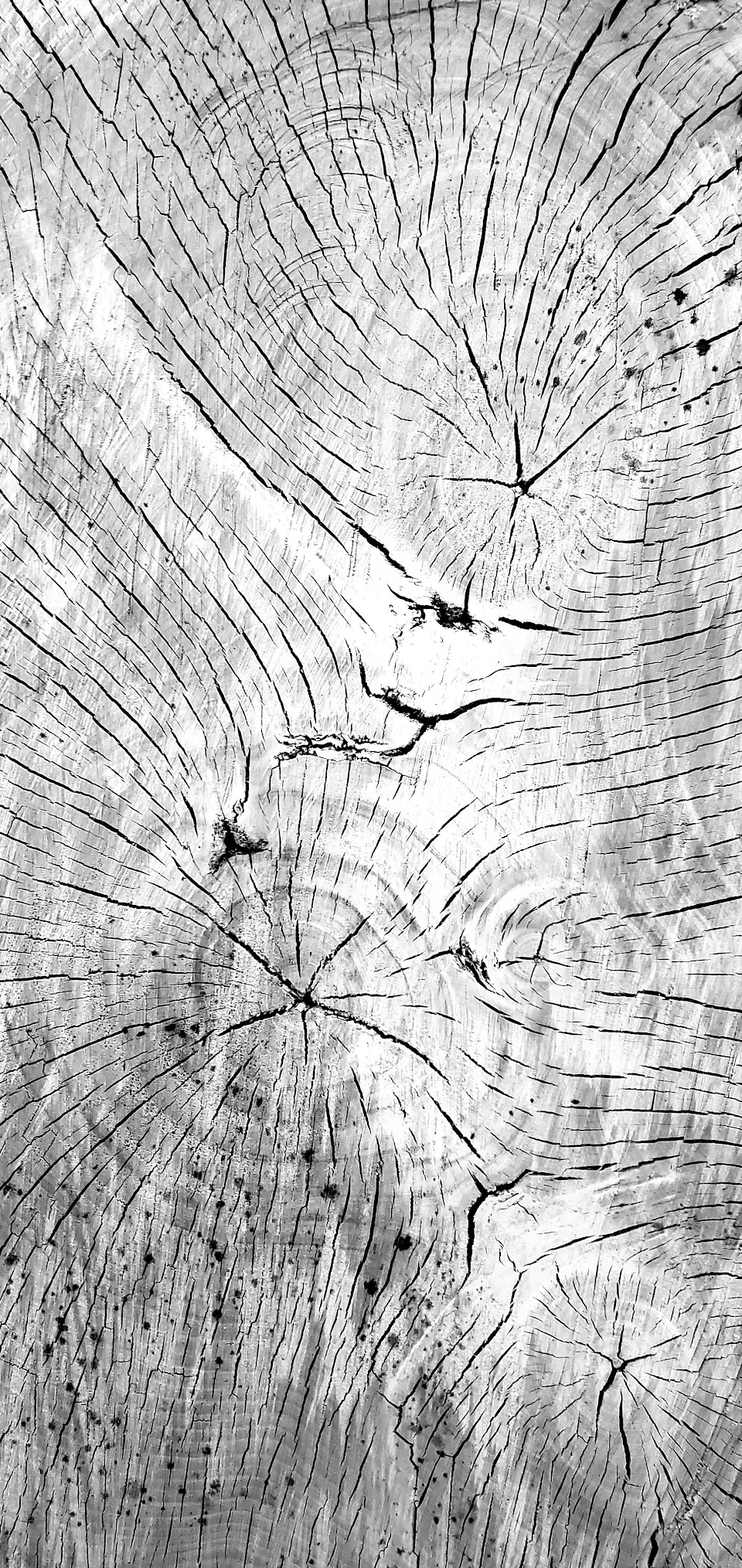 Sunbleached Cottonwood Stump, Oregon