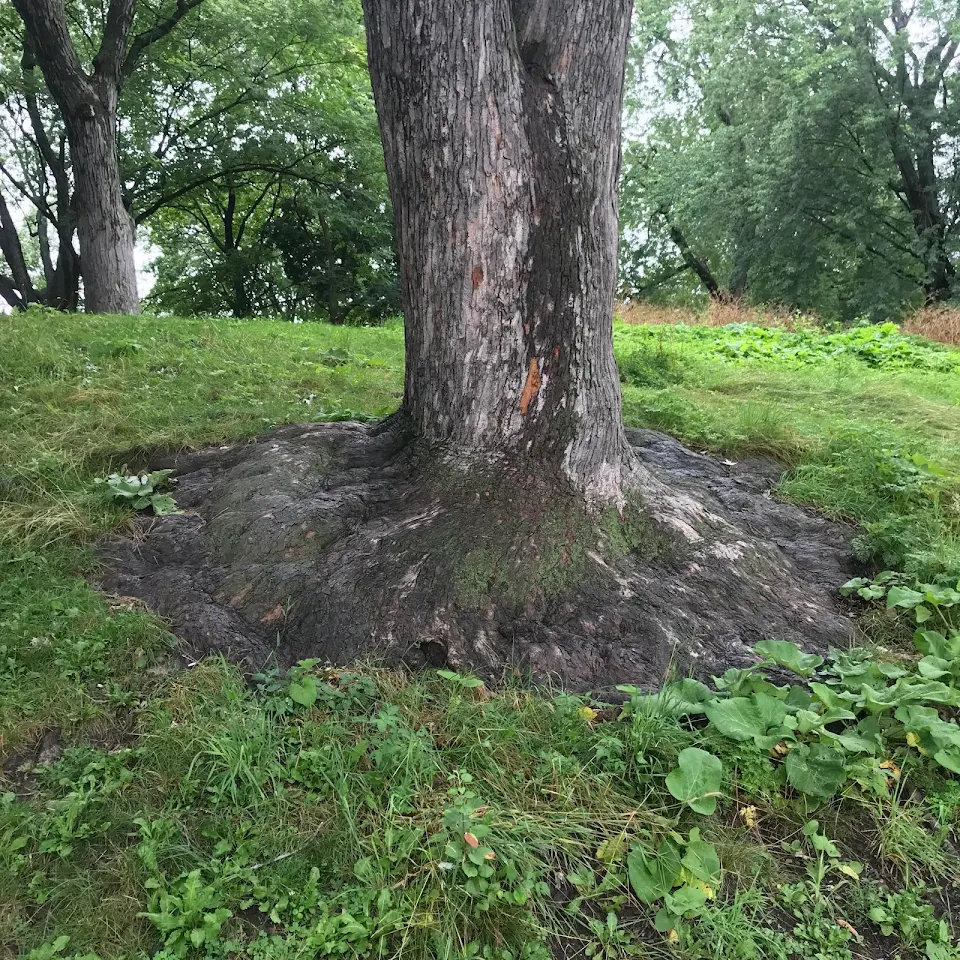 This Tree’s base