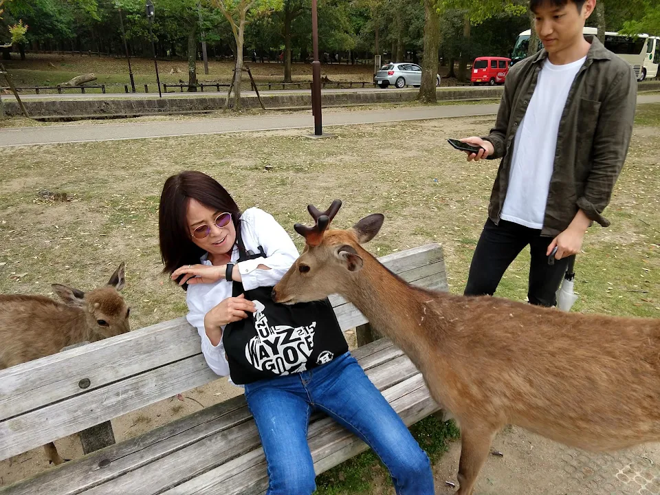 relentless deer trying to get food from my mom at nara park in japan