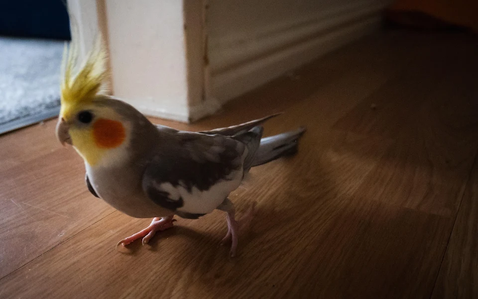Catching my running cockatiel on camera in a soft golden lighting
