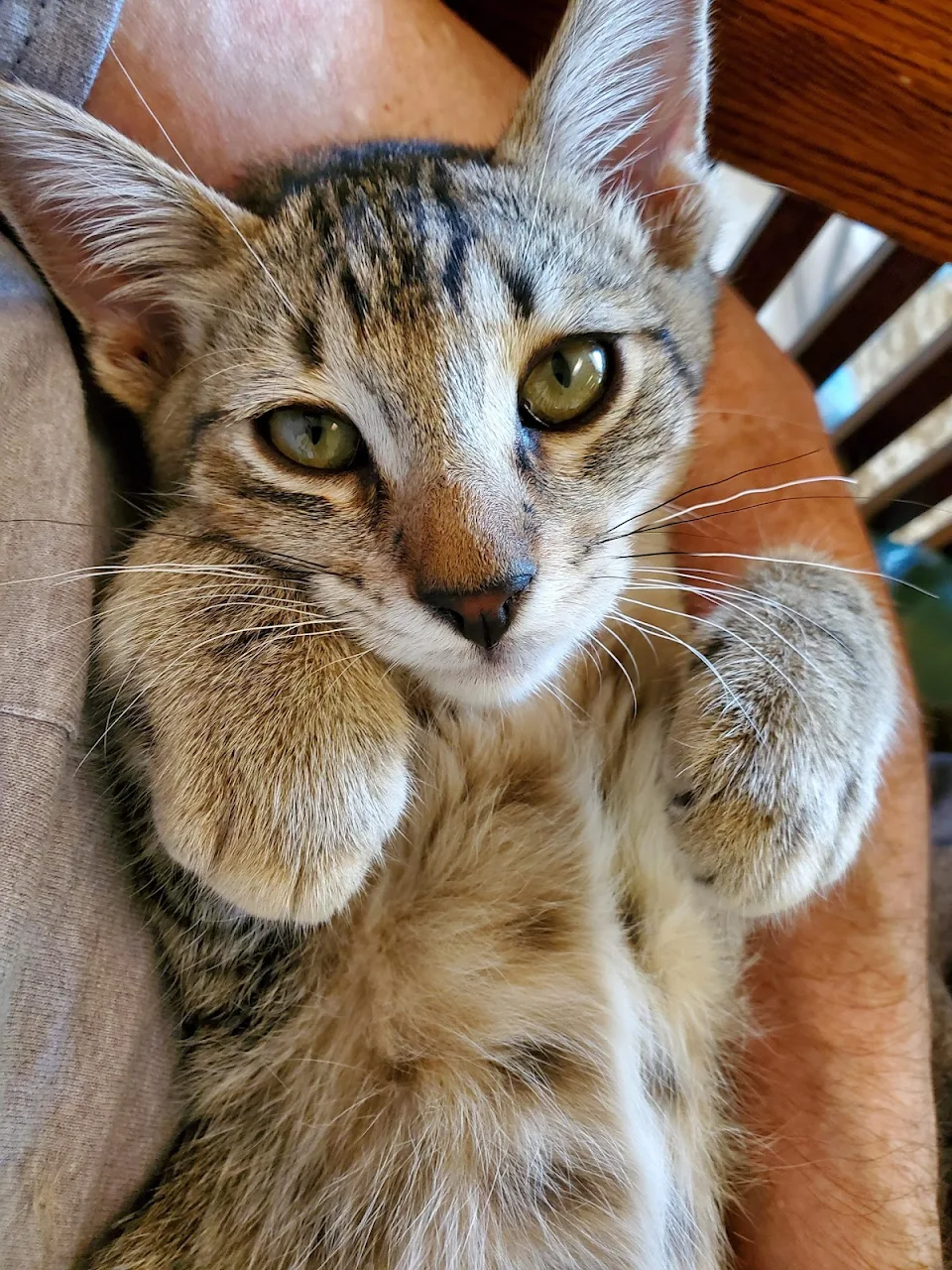 tabbie with bent paws