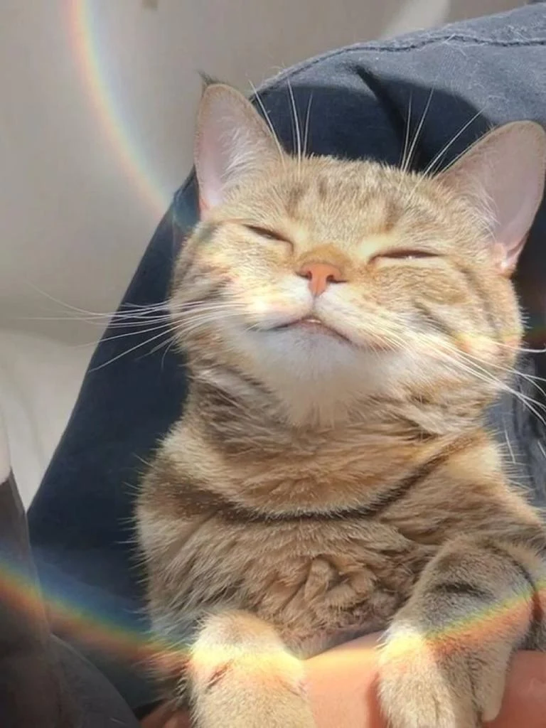 Is anyone else a cat lover like me? Here is a smiling cat. 🌈