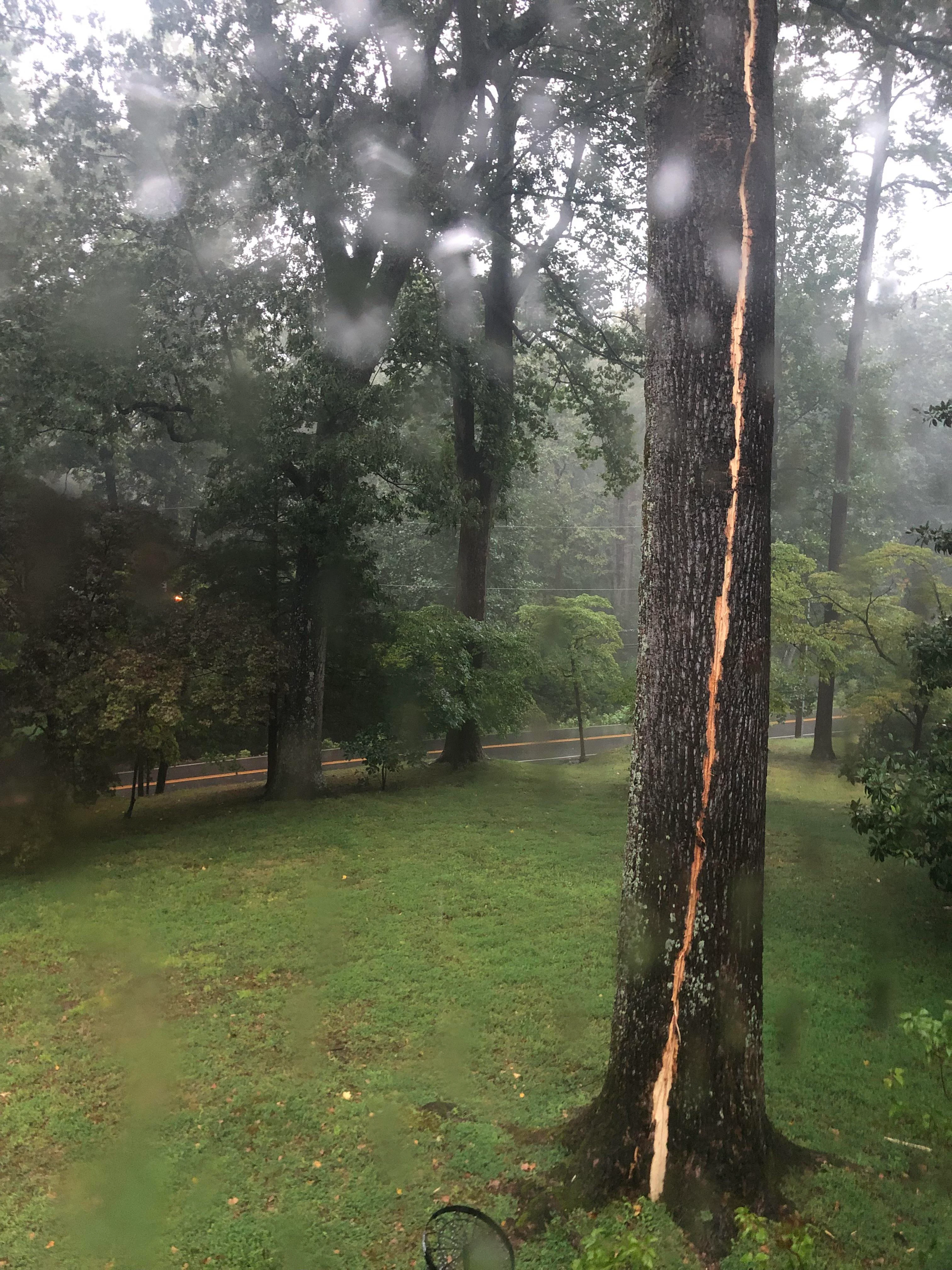 Lightning hit my tree.