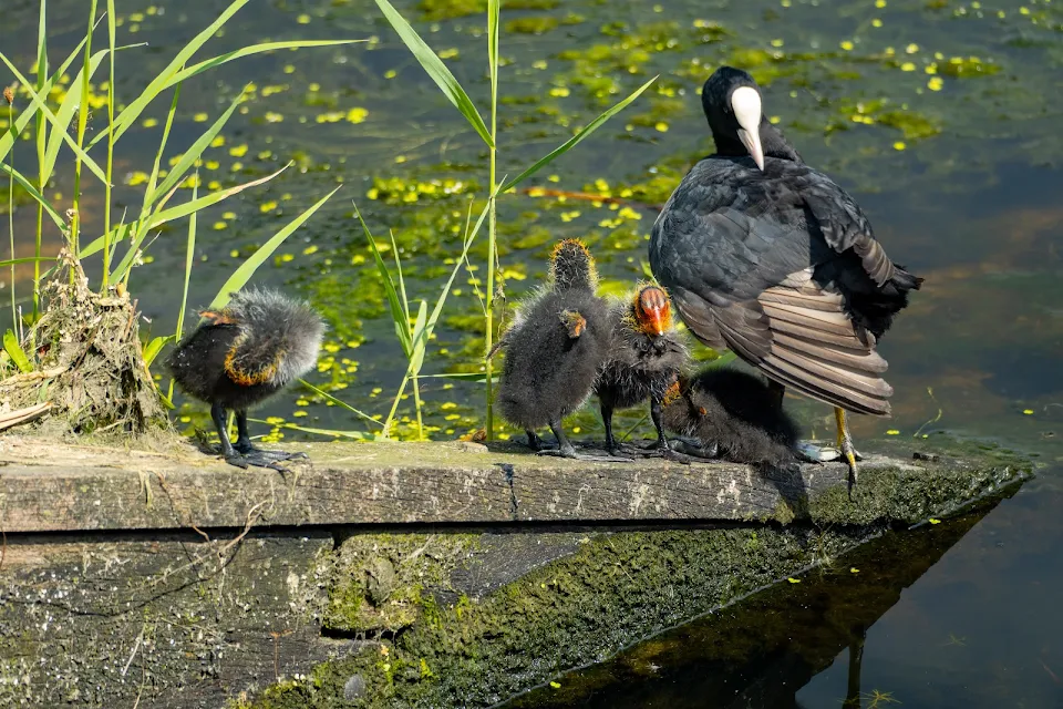 lil baby coots!