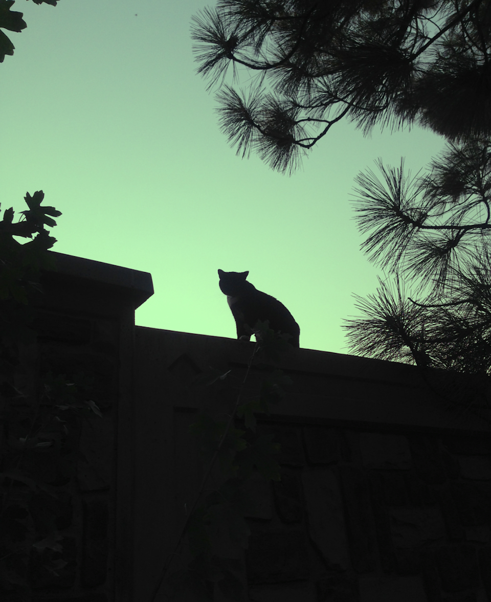 Desert Sunset Cat