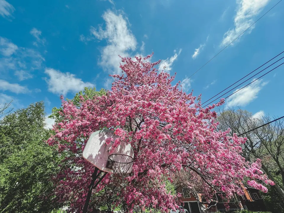 Spring 2021, super bloom of my crabapple tree