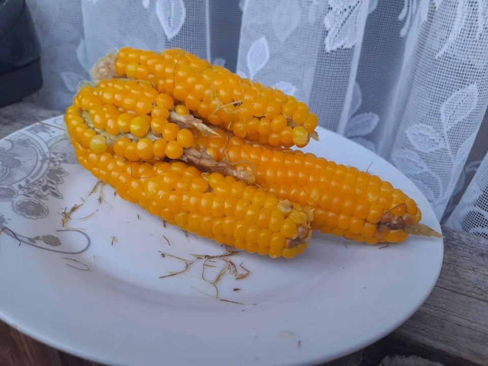 This mutant corn my parents found in their garden