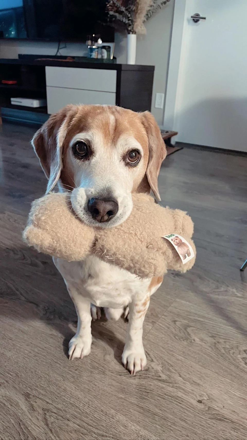 my 9 y/o beagle with his Ted bear