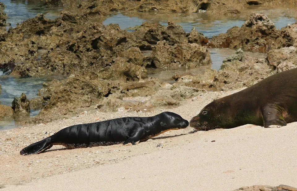 10 day old Monk Seal Ola Loa suns with her mom Honeygirl on a Hawaii beach