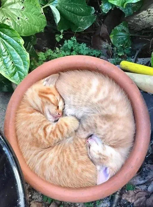 Two cats sleeping in a clay pot